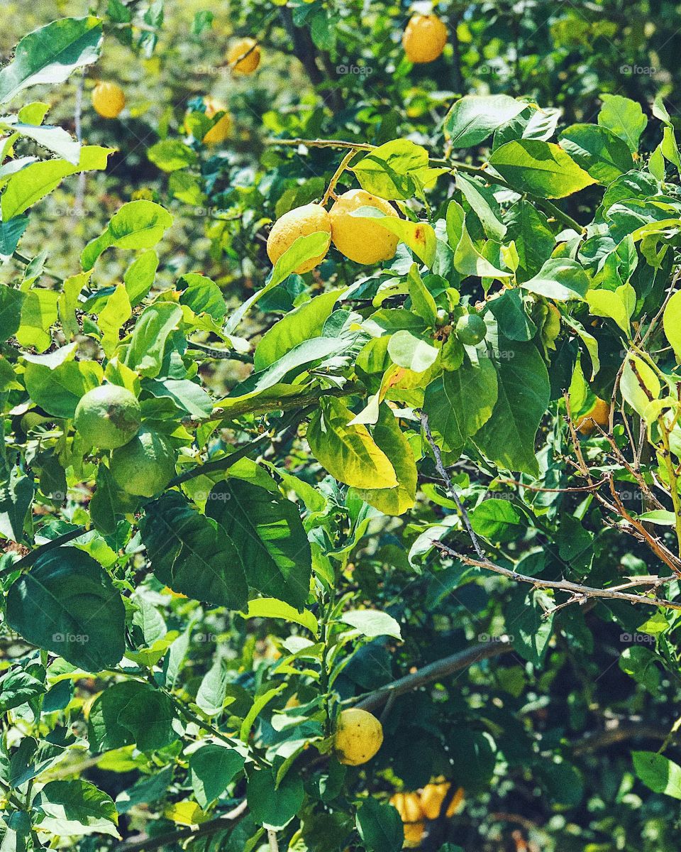 Lemon tree 