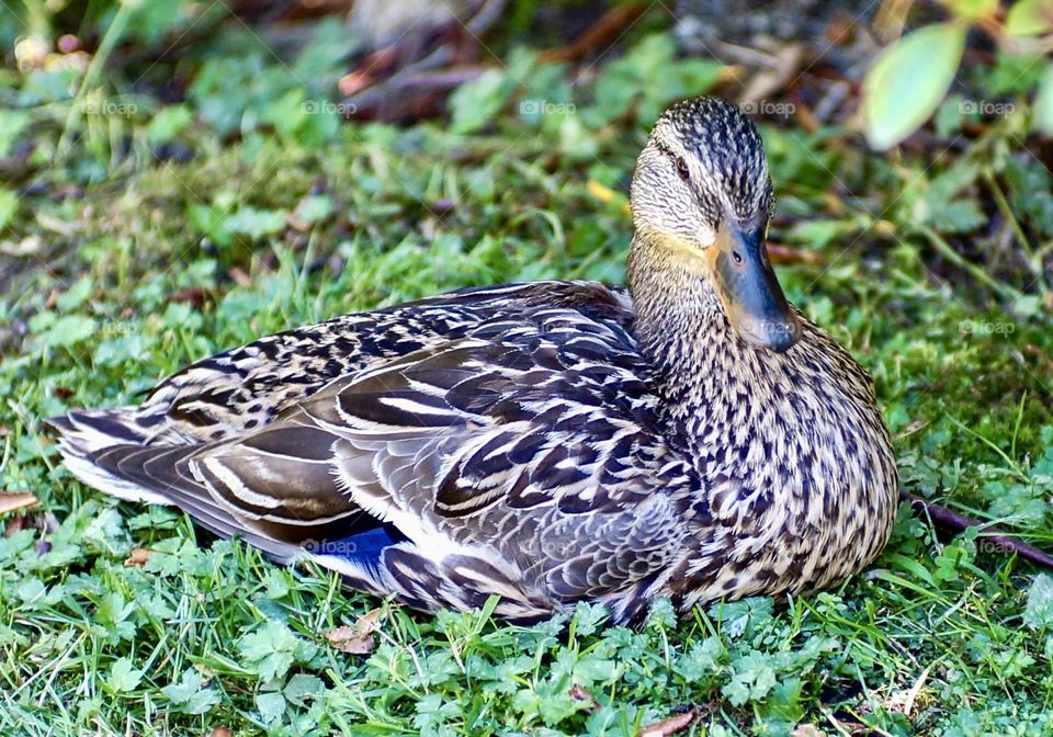 A female mallard posing for a closeup.