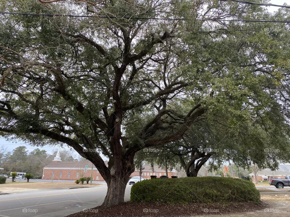 A beautiful big tree 