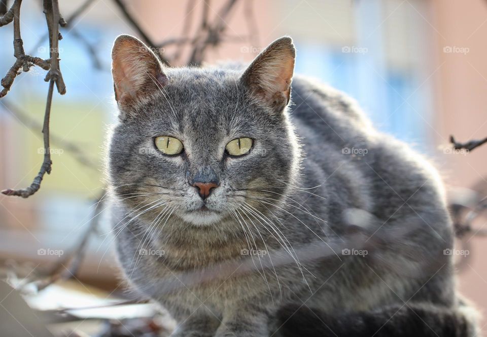 Gray cat