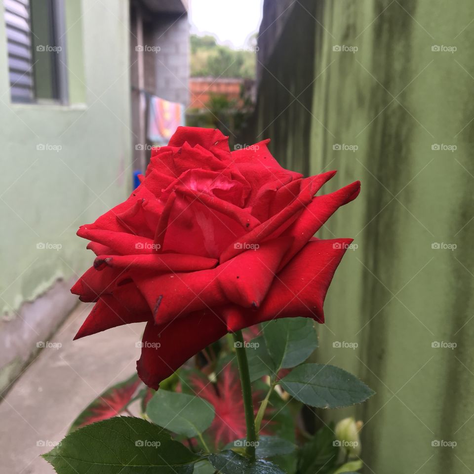 Plants in São Carlos in Brasil 