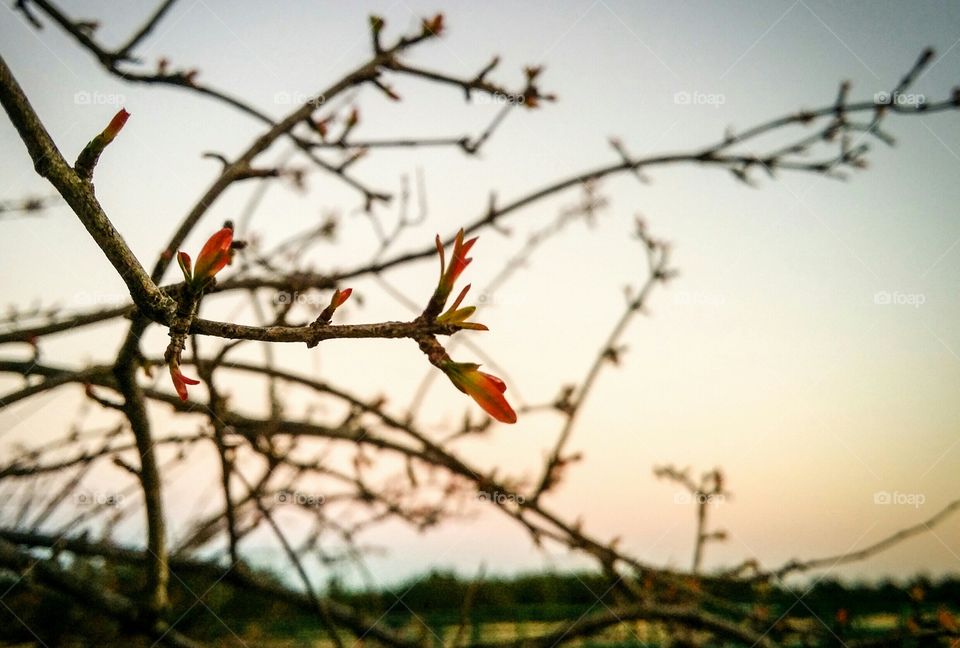 Early Spring Pomegranate Tree