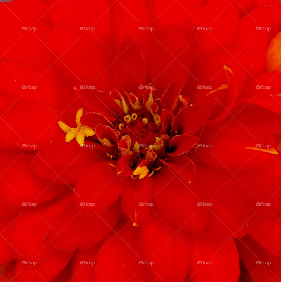 red flower