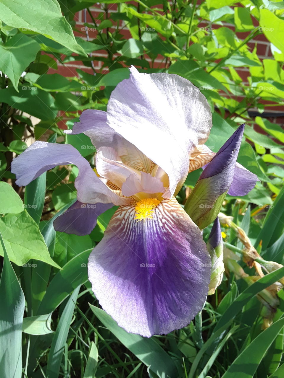 Purple Iris with yellow center