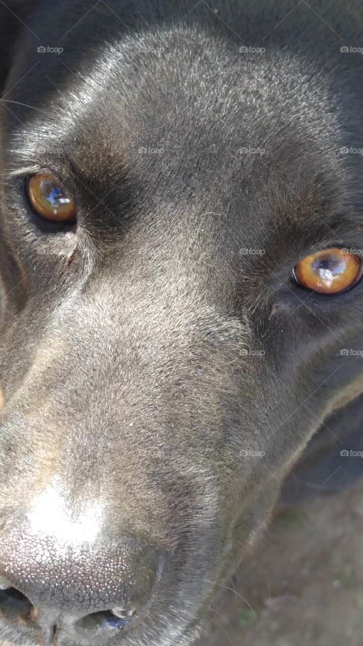 Labradors really have the prettiest eyes