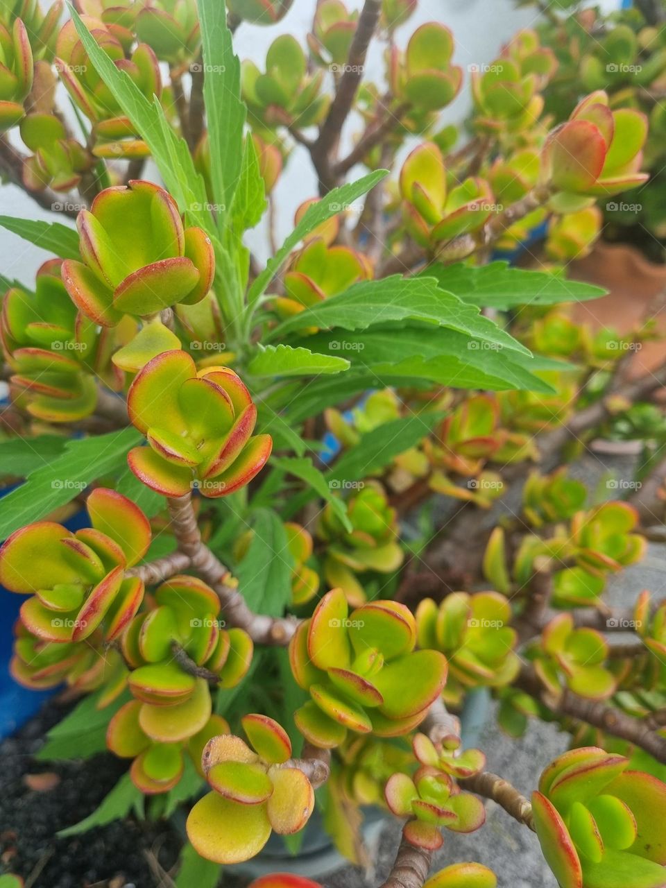 Green and red flowers, perfect combination