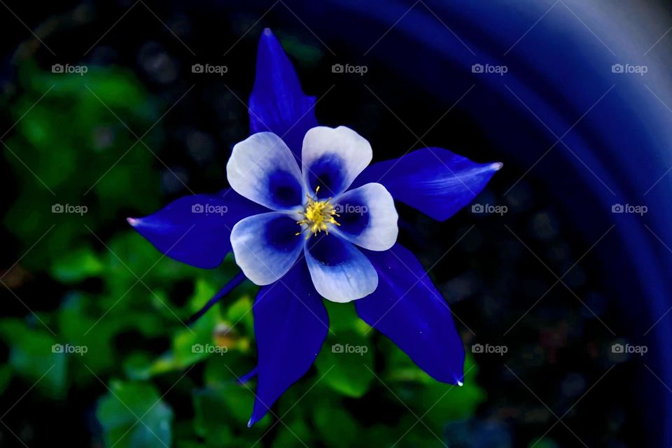blue flower