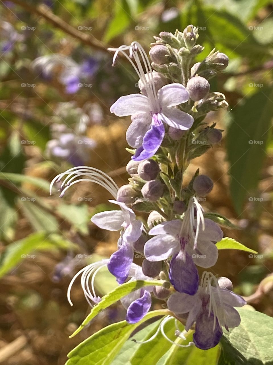 Purple flowers tree at the island of plants, Aswan, Egypt 