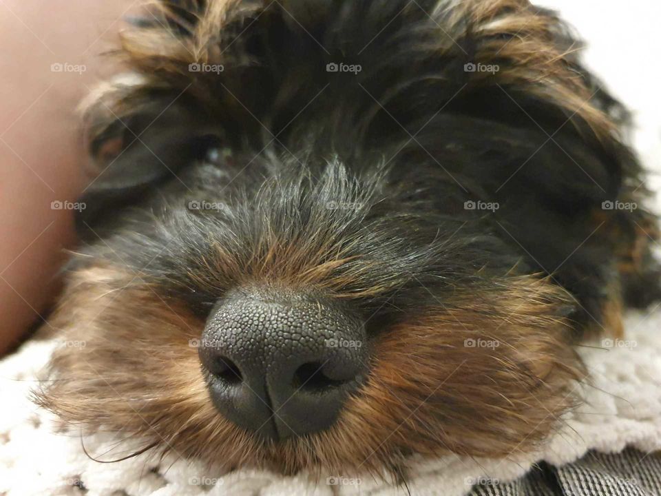 puppy closeup