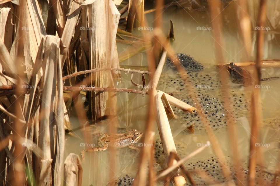 Tan and brown frog swimming near cattails and eggs in pond