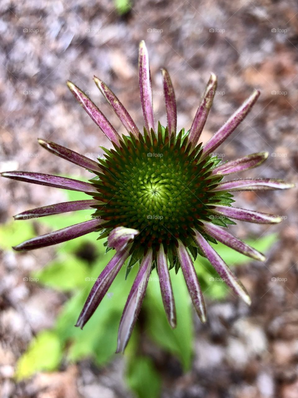 Closeup coneflower beginning bloom 