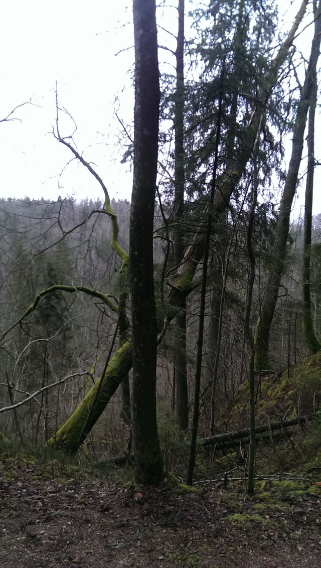 Tree's in woods
