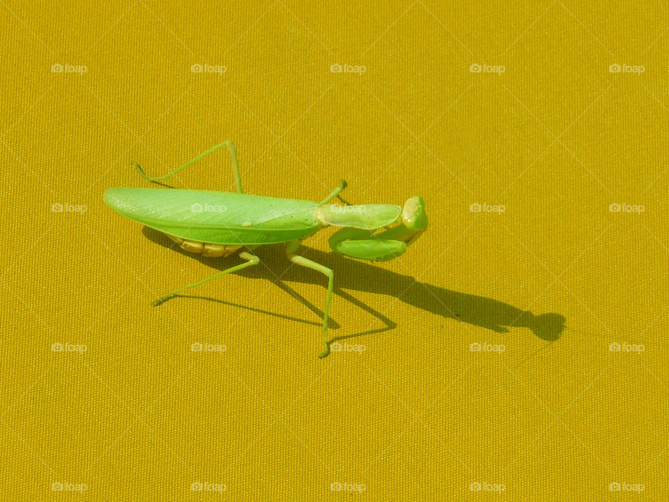 Insect on a yellow background...