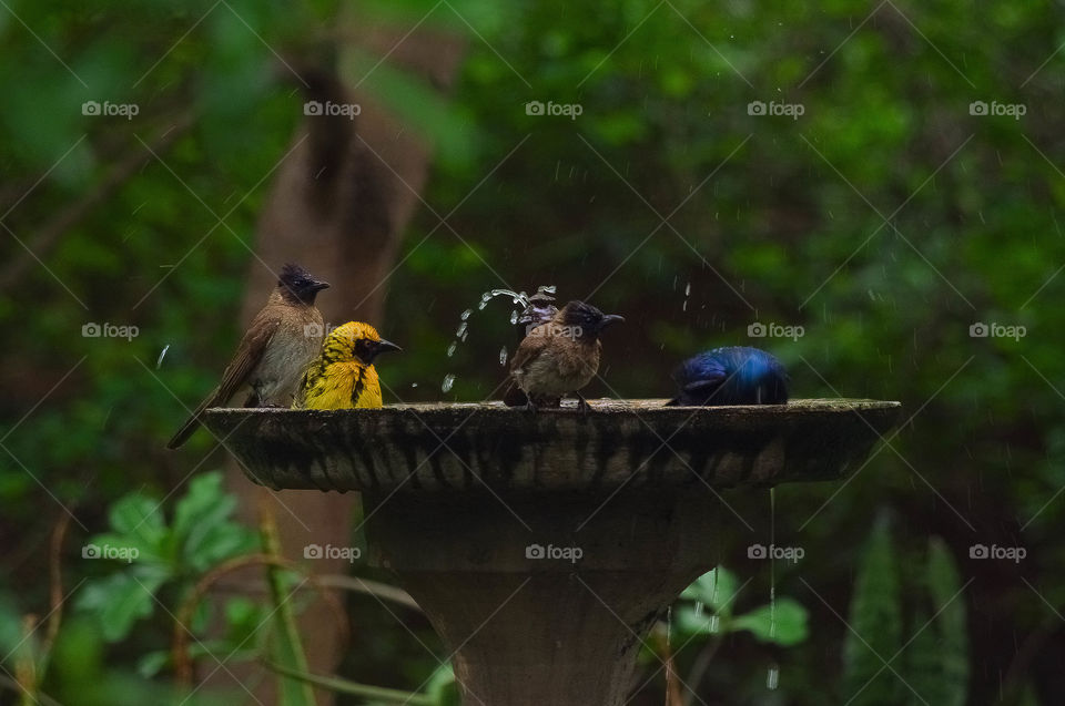 bird Bath