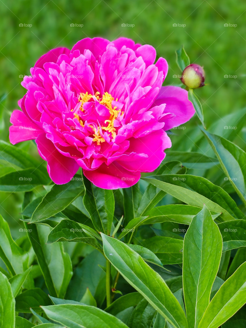 Peony 