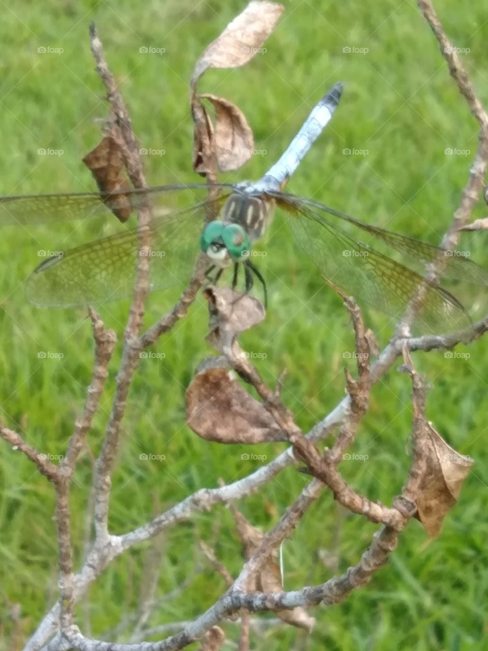 dragonfly