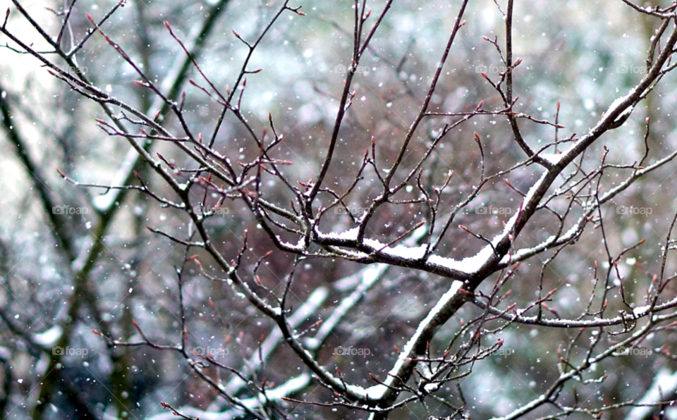 g tree snow winter by lexlebeur