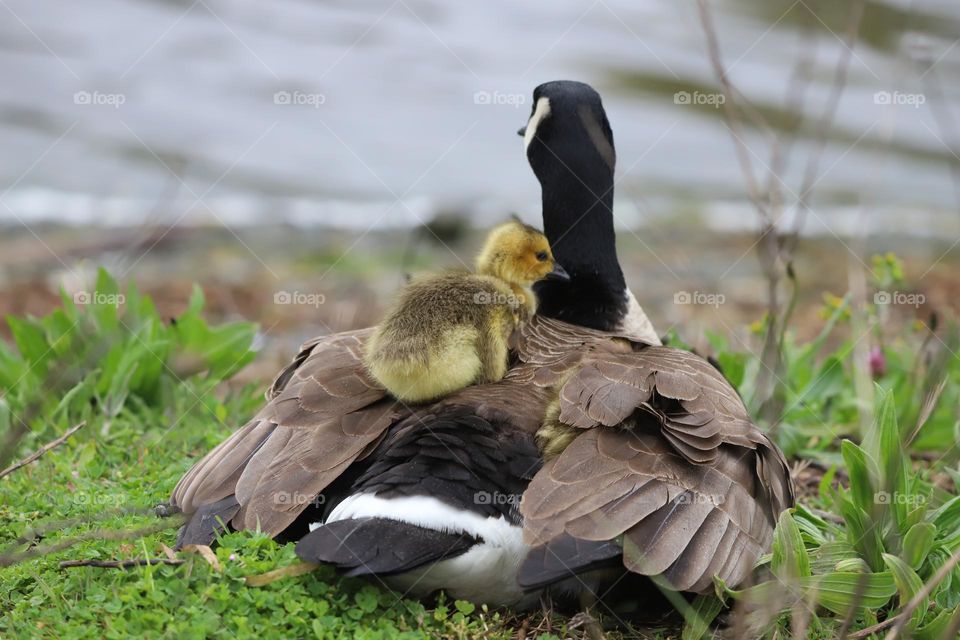 Mother goose with a baby on its back