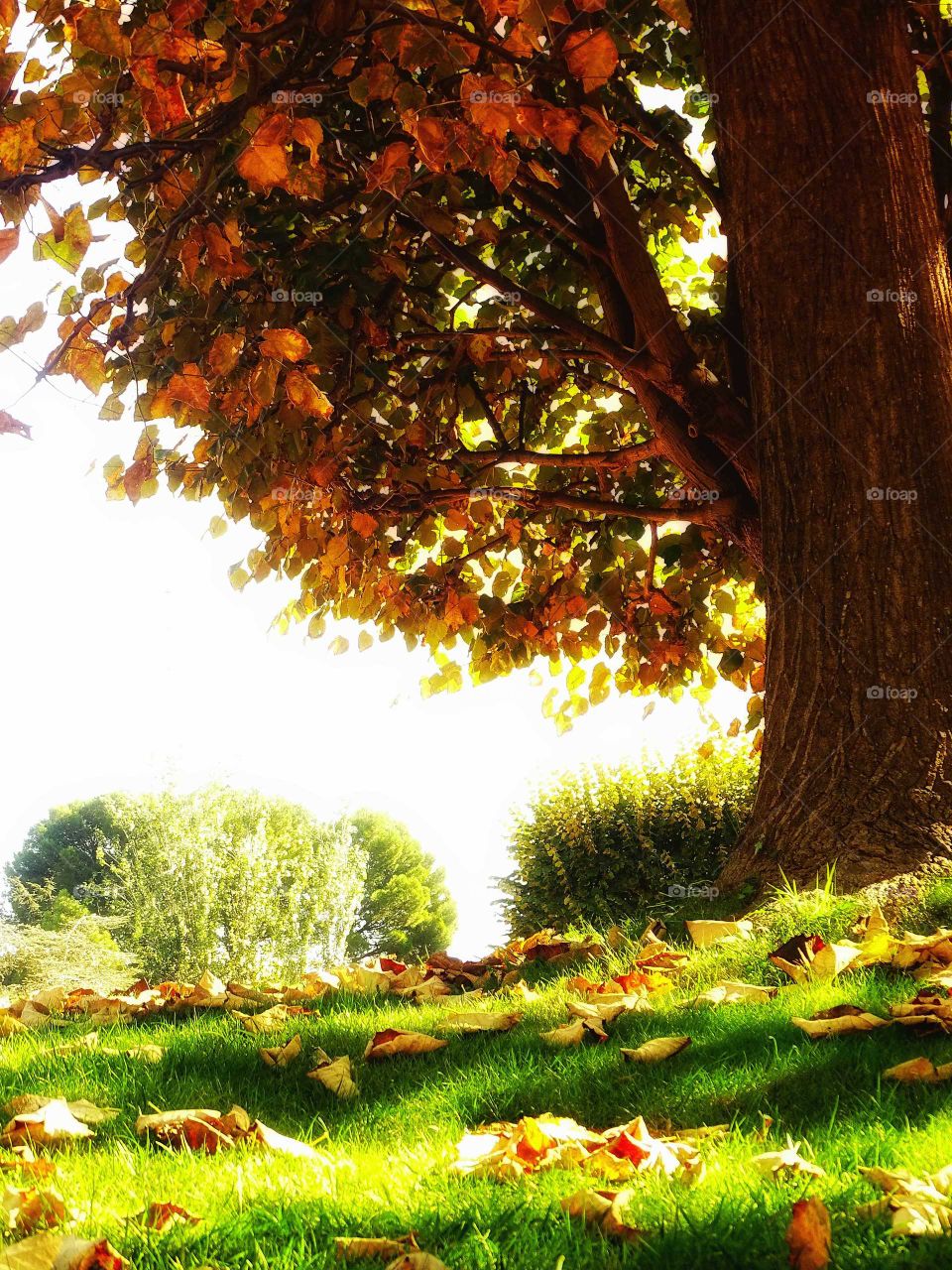 Tree in autumn