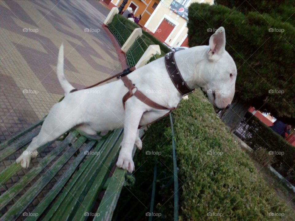 Bullterrier 