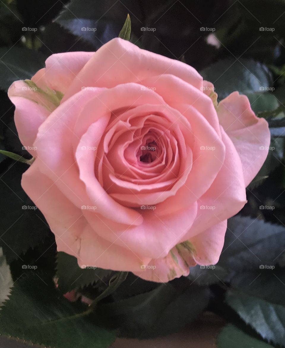 Beautiful pink rose in bloom 