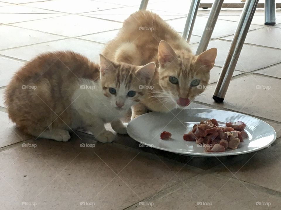 Eating time for mother Cat and kitten 