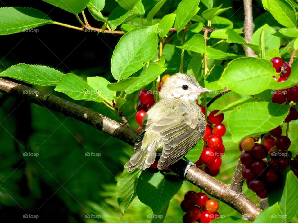 Berry and bird