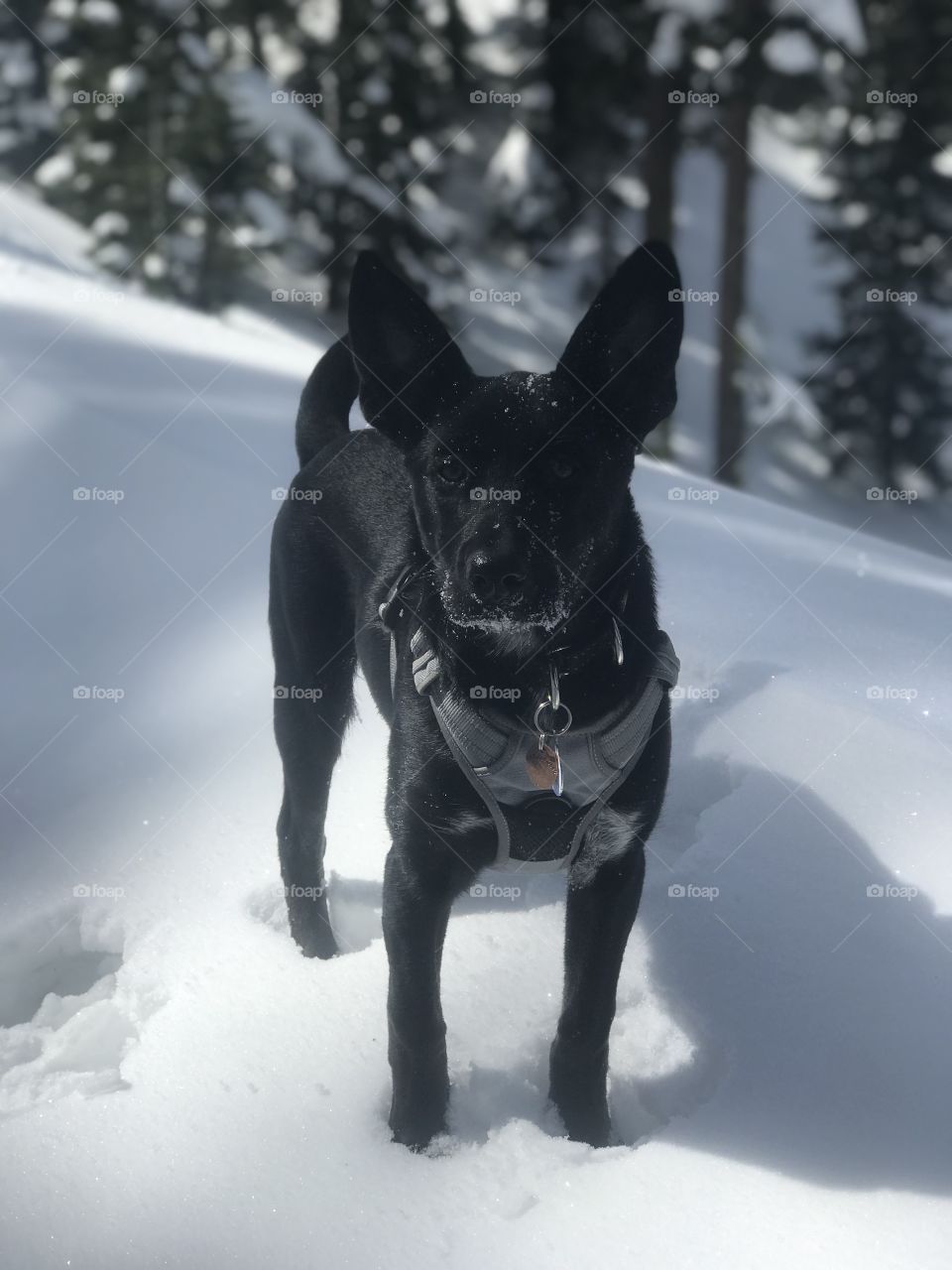 A snow dog eagerly awaiting the toss of the next stick. His black coat makes him stand out against the snow. 