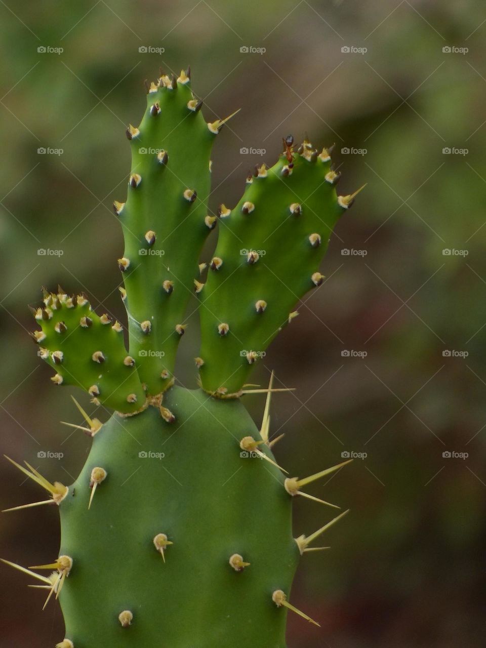 Cactus Cliff Spain Island Coast 