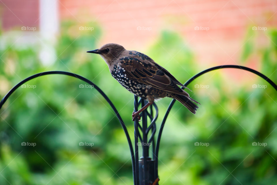 Starlings in my garden