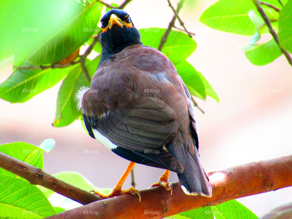 The common myna or Indian myna (Acridotheres tristis), sometimes spelled mynah, is a member of the family Sturnidae (starlings and mynas) native to Asia.