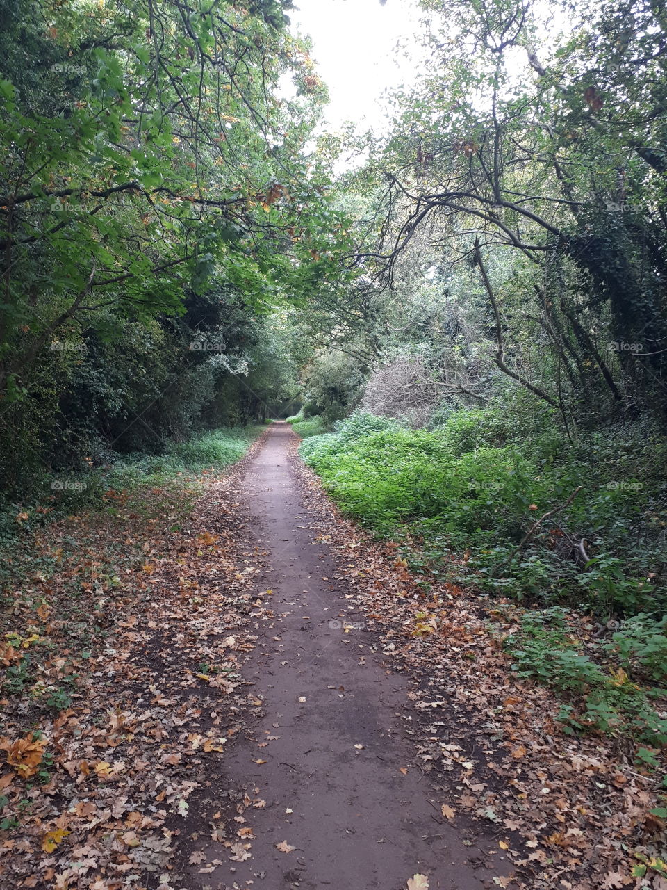 Road, Nature, Landscape, Wood, Guidance