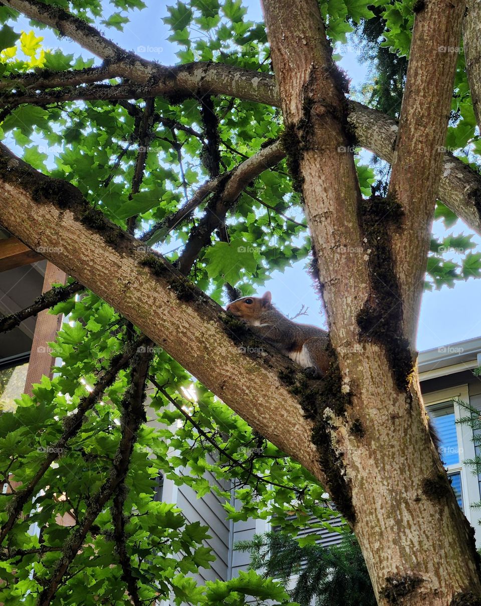 curious red brown gray squirrel looking out from high tree branches in an Oregon apartment complex