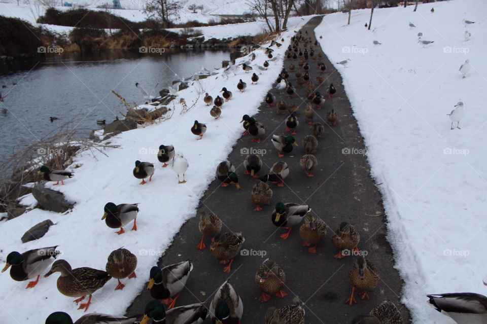 Feeding ducks in winter