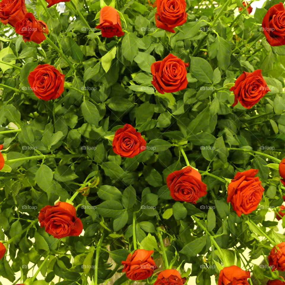 Beautiful classic closeup of red roses with green leaves,dramatic and crisp ,good romantic background 
