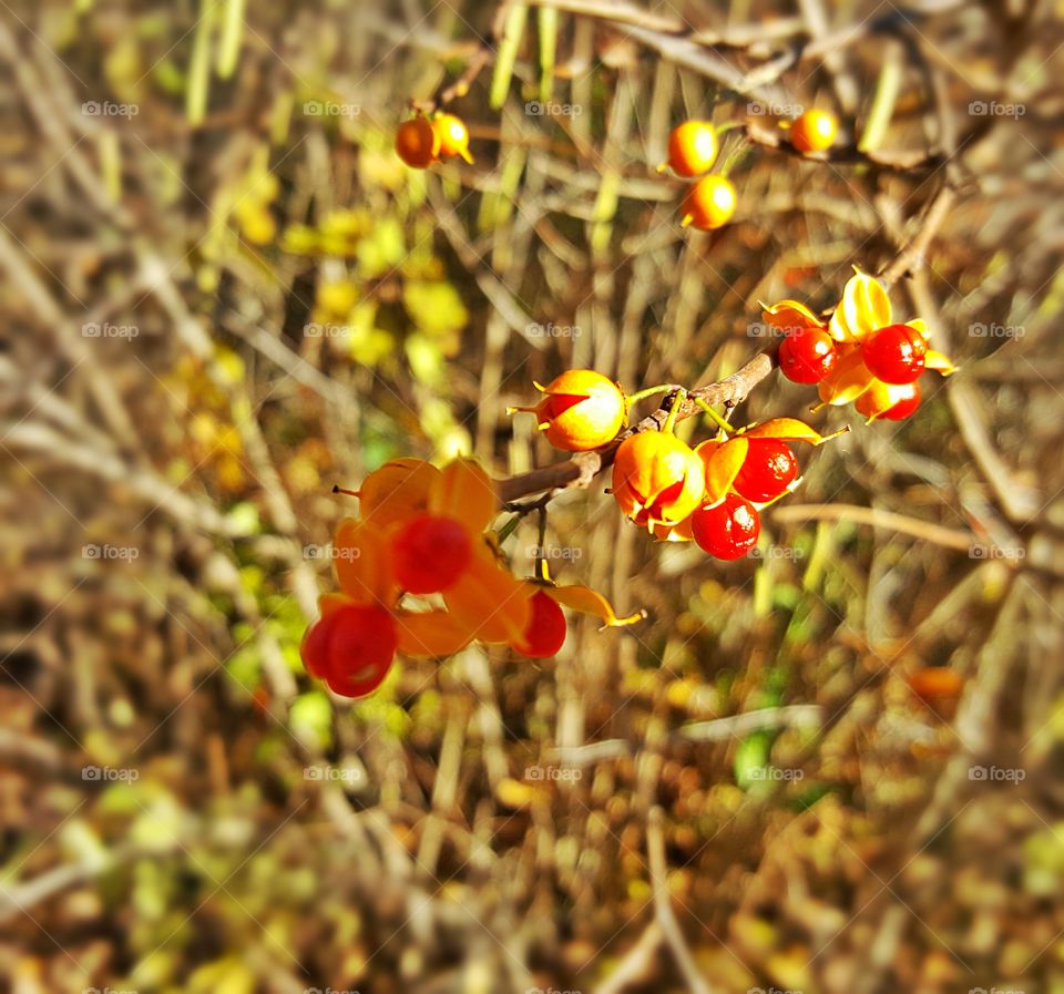 Beautiful plant with red berries enclosed in a yellow shell.