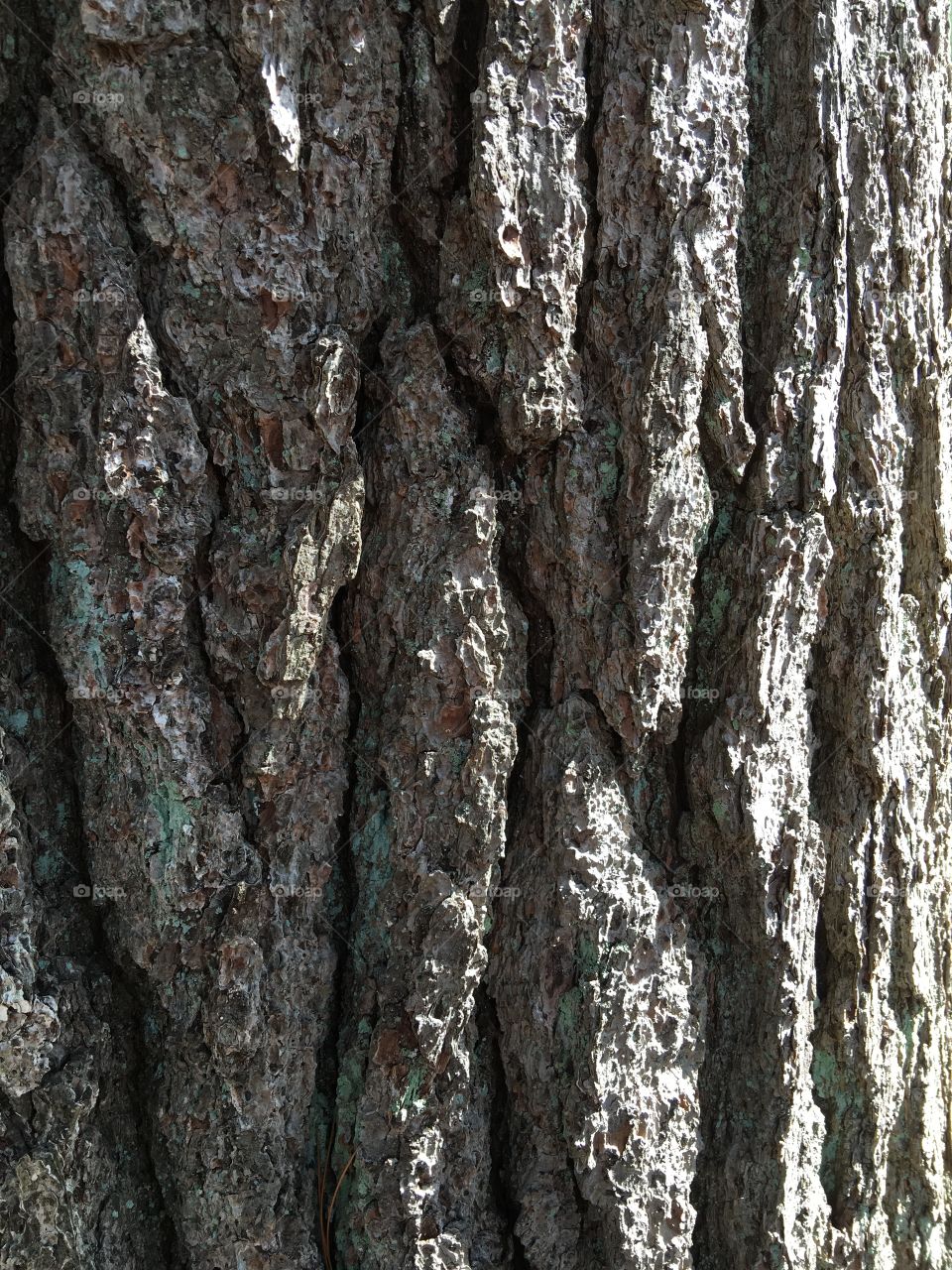 Textures in wood & tree bark