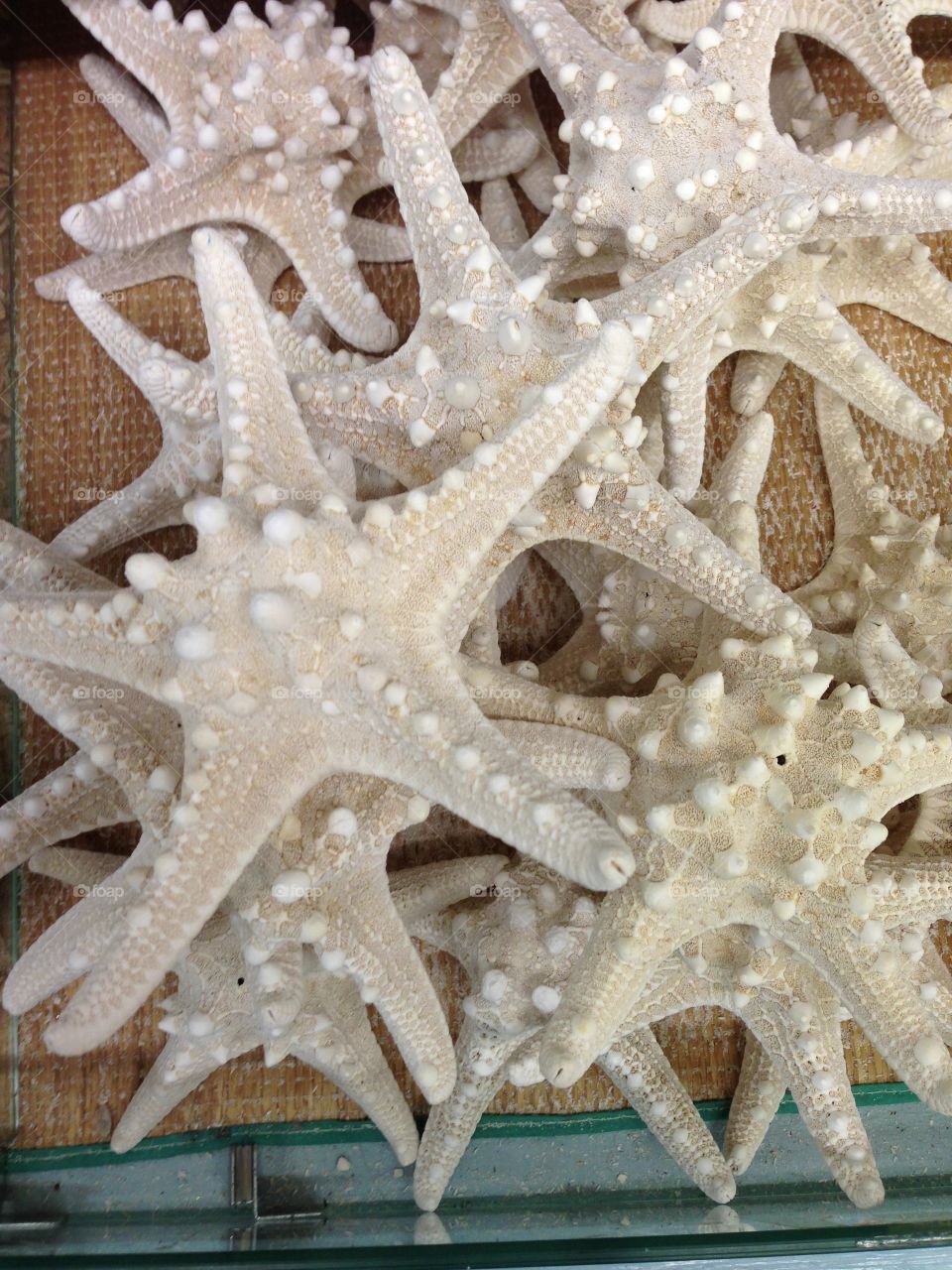 Sea star 