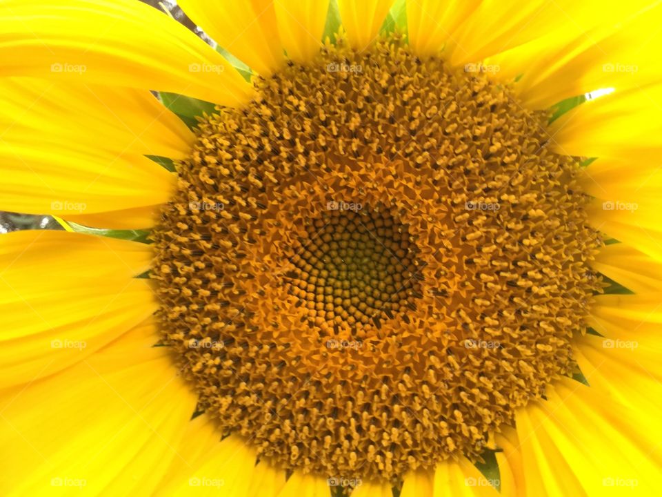 Developing sunflower seeds