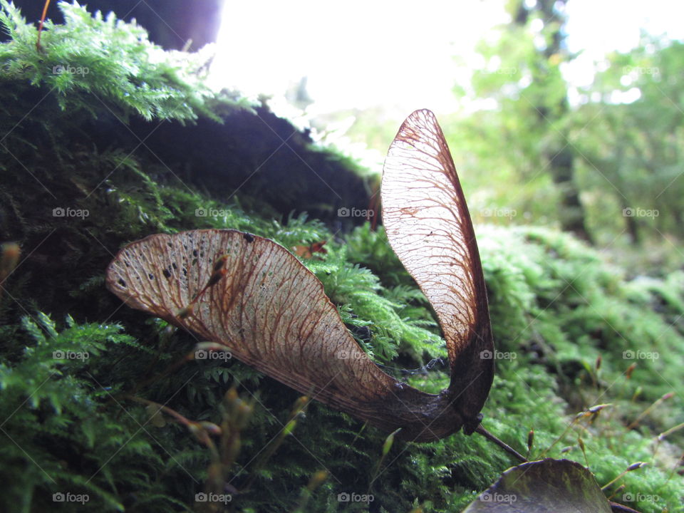 sycamore seed caught on a mossy log