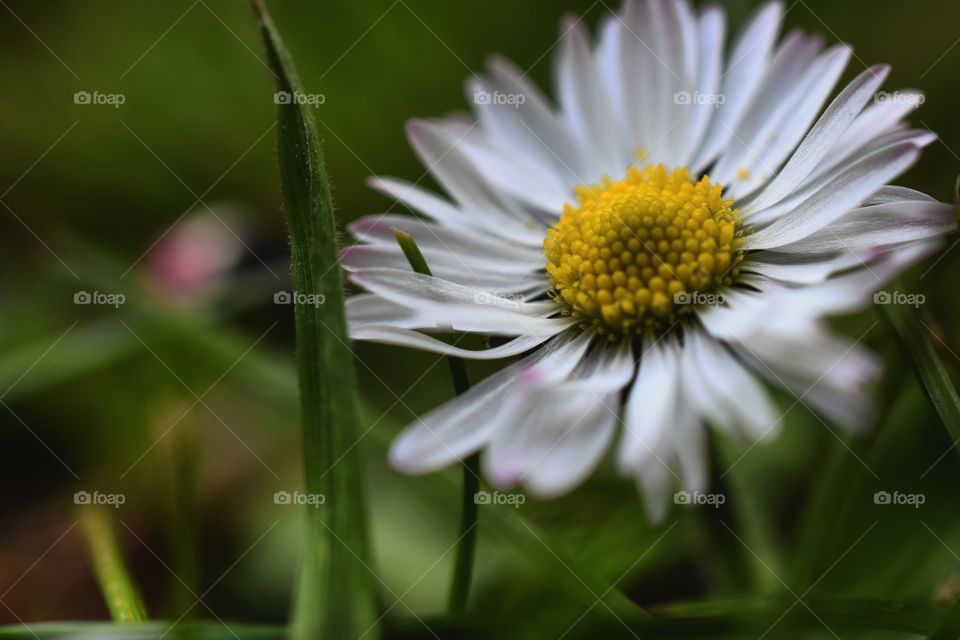 Daisy in the garden with the camera