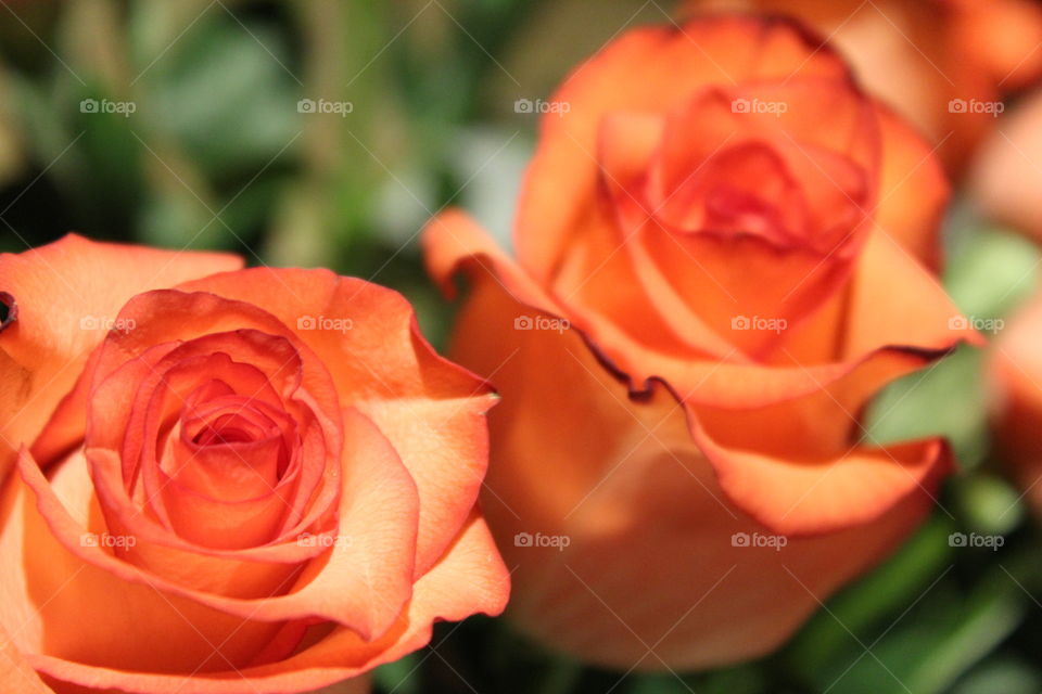 Close up of two beautiful orange roses