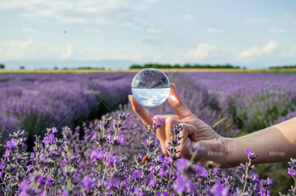 Lavender field, Bulgaria, Chirpan