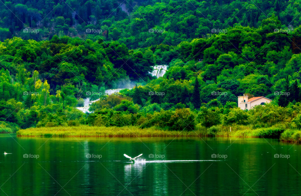 Green nature and lake in Croatia 