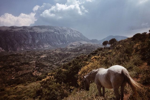 Horses of Sicily
