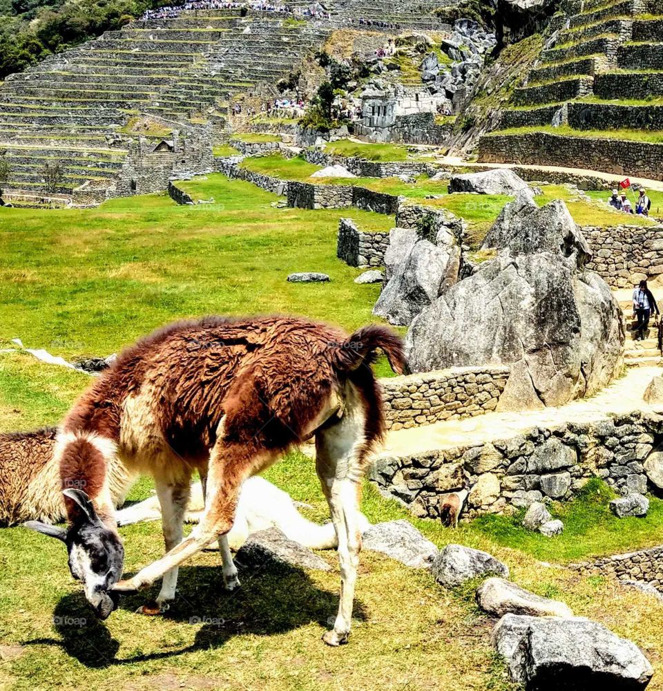 Fun animals and pets: an alpoca was scratching.