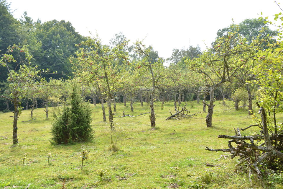 Old Apple Orchard 