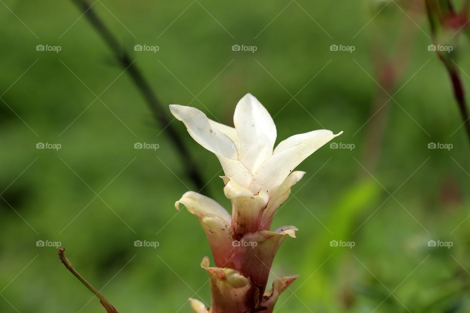 Indian grass flowers. flower portrait.