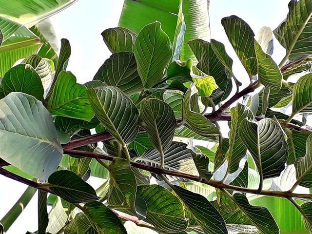 guava tree