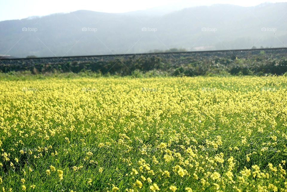 Meadow#flowers#nature